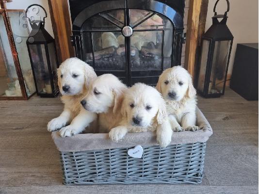 Πωλούνται κουτάβια Golden Retriever